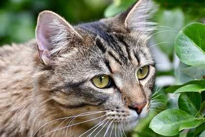 Il gatto un felino nelle nostre case e le crocchette Carnilove