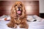 In esclusiva su Pet Shop Store le nuove crocchette Brit Care della linea veterinary