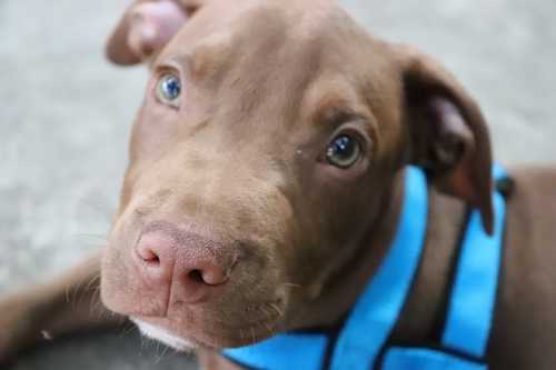 Informazione per alimentazione cagnolina sterilizzata con valore alterato
