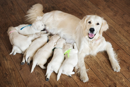 Inseminazione artificiale del cane, esempio pratico
