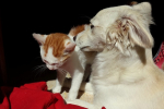 Inserimento cane in casa con tre gatti