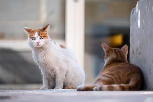 Inserimento terzo gatto in casa, consigli utili