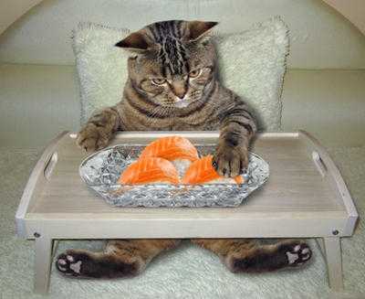 Insufficienza renale del gatto, cosa fare? Esempio pratico