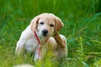 Intolleranze alimentari del cane: guida alla scelta della migliore alimentazione per cani intolleranti