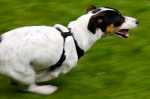 Jack Russell che abbaia ed insegue gli altri cani, come gestirlo?