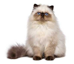 Alimentazione consigliata per gatto obeso e intollerante