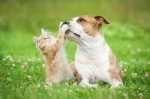 La convivenza fra cane e gatto, consigli utili