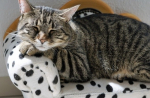 La gestione delle patologie vescicali nel gatto