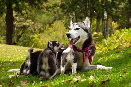 La gravidanza del cane: alimentazione e informazioni utili