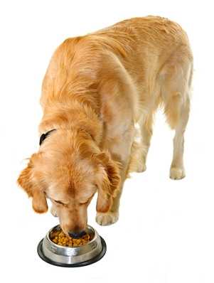 Obesità nel cane e problemi gastro intestinali le crocchette che possono aiutare