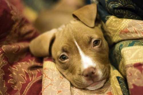 La linea veterinaria della Prolife per risolvere problemi di obesità, renali ed intestinali