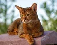 La qualità e la convenienza dei croccantini Exclusion Mediterraneo gatto