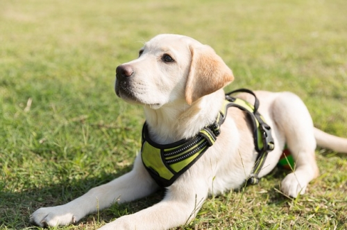 Labrador da sterilizzare con colinesterasi alta, cosa fare?