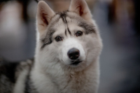 L’alimentazione carnivora del cane e le crocchette Carnilove