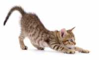 L'alimentazione carnivora del gatto e le crocchette Oasy