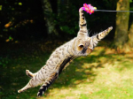 L’alimentazione carnivora del gatto nell’età adulta e le crocchette Carnilove