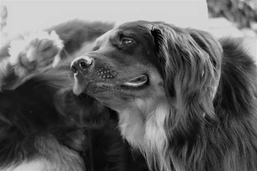 L'alimentazione del cane con dermatite