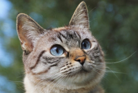 L’alimentazione del gatto con le crocchette funzionali Farmina alla quinoa