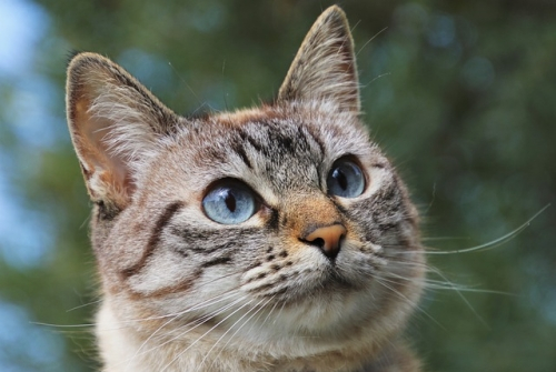 L’alimentazione del gatto con le crocchette funzionali Farmina alla quinoa