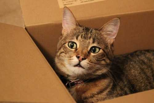L'alimentazione del gatto in età adulta e gli alimenti Marpet