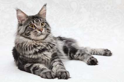 L'alimentazione del gatto secondo Carnilove