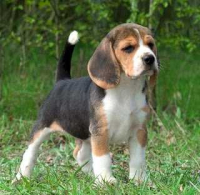 L’alimentazione Grain Free nel cane, pregi difetti e le crocchette Carnilove