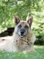L'alimentazione nel cane anziano