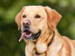 L'alimentazione nel cane sterilizzato