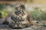 L'alimentazione renal per gatto, esempio pratico