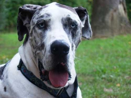 L'alimentazione senza cereali del cane e le crocchette Brit grain free salmone