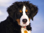 L'alimentazione senza cereali del cane e le crocchette Prolife Grain Free