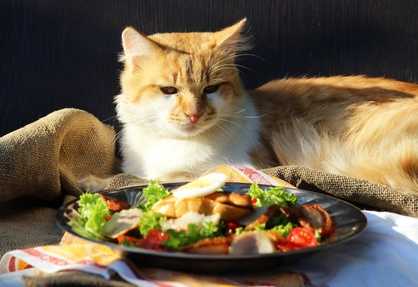 L'alimentazione vegetale del gatto, quali pericoli?