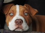 Le crocchette Brit Care Hypoallergenic per cani nelle linee Agnello e Grain Free