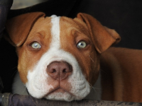 Le crocchette Brit Care Hypoallergenic per cani nelle linee Agnello e Grain Free