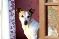 Le crocchette Lily’s Kitchen per una corretta e bilanciata alimentazione del cane