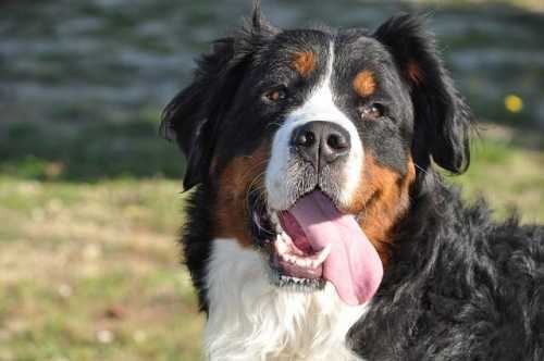 Le crocchette per cani Monge, qualità e convenienza Made in Italy