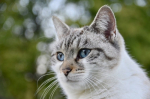 Le patologie del gatto e la linea dietetica Farmina Vet Life