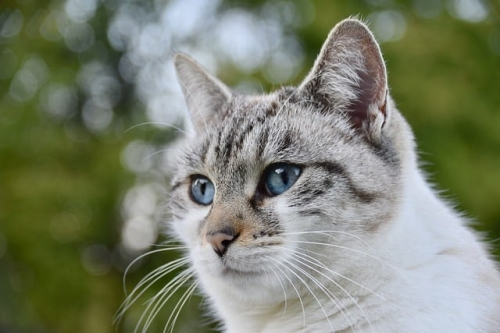 Le patologie del gatto e la linea dietetica Farmina Vet Life