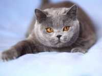 Le patologie del gatto e le crocchette Farmina Vet Life cat