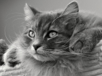 Le principali malattie del gatto