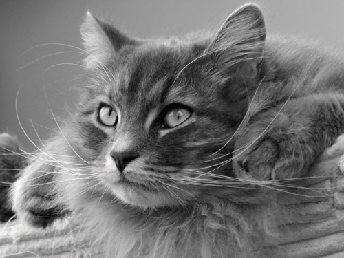 Le principali malattie del gatto