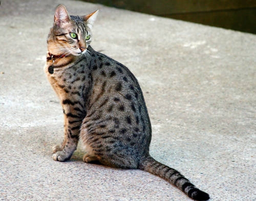 Le principali malattie del gatto, i sintomi e le cure