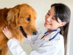 Le principali patologie del cane, come riconoscerle, come curarle