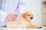 Le principali vaccinazioni del cane, guida utile