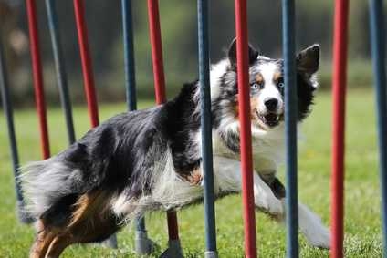 L'importanza della carne fresca nell'alimentazione del cane e le crocchette Brit Fresh