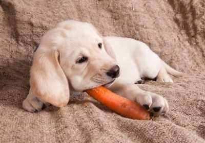 L'intolleranza alimentare nel cane, sintomi e cura. La dieta ad esclusione