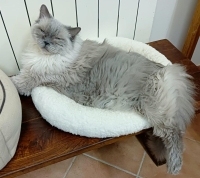Lo Standard ufficiale di razza per riconoscere un vero Ragdoll
