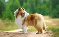 Lussazione della rotula per un cane, come intervenire?
