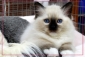 Maine Coon e Ragdoll, due gatti a confronto