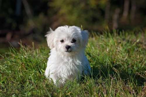 Maltese e variazione colore del pelo